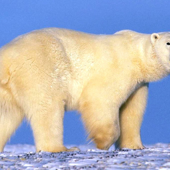 Polar Bear - Animaux