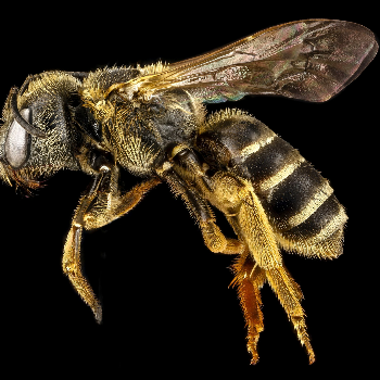 Bee - Animaux
